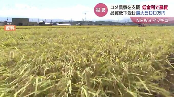 猛暑によるコメの品質低下で収入が減った農家を支援　低金融資制度創設 限度額は500万円 富山県　|　富山のニュース｜天気・防災｜チューリップテレビ