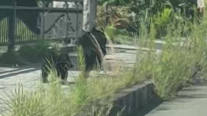 あづま総合運動公園に出没の親子グマ　わなにかかり捕獲・駆除　福島|TBS NEWS DIG