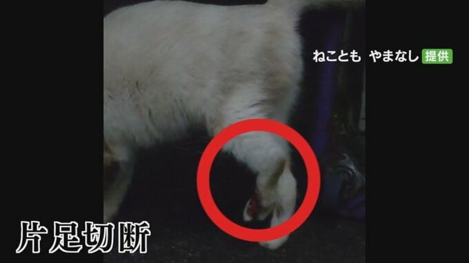 片足がないネコ相次ぐ　危険なワナが仕掛けられた可能性　警察が捜査　周辺を緊急パトロール|TBS NEWS DIG