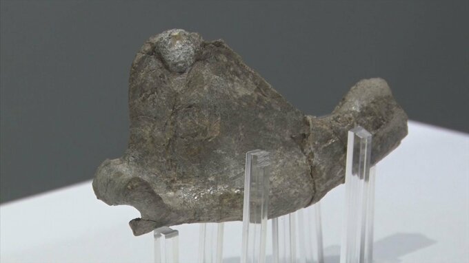 古代セイウチ類　国内初発見「ネオテリウム」の化石を展示…1600万年前、島根の山あいは海だった|TBS NEWS DIG