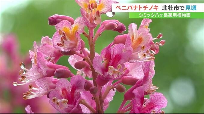 ピンクで可憐なベニバナトチノキの花が見頃迎える　シミック八ヶ岳薬用植物園　山梨・北杜市　|　山梨のニュース | ＵＴＹテレビ山梨