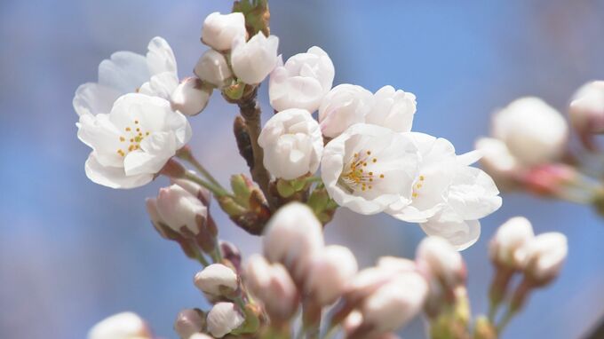 ソメイヨシノの満開は来週か 石川県内は寒の戻りも早咲き桜は見頃 兼六園は4月2日から無料開園　|　石川県のニュース｜MRO北陸放送