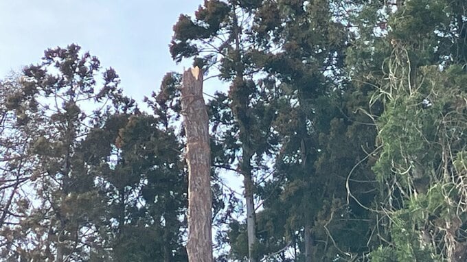【速報】「木の伐採中、20ｍくらいの高さでワイヤーに人が絡まっている」60代の男性が病院搬送　意識不明の重体　青森県鯵ヶ沢町|TBS NEWS DIG