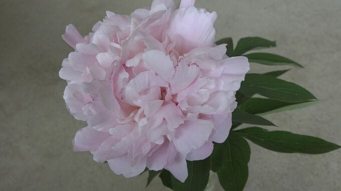 母の日のプレゼントにシャクヤク、華やかさと甘い香りが特徴　富山県産の出荷がピーク　|　富山のニュース｜天気・防災｜チューリップテレビ