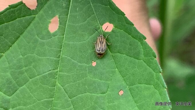 【害虫or益虫？】花粉症の原因「ブタクサ」を食い荒らす北米原産の小さな虫「ブタクサハムシ」1996年に日本で初めて発見され各地に拡大|TBS NEWS DIG