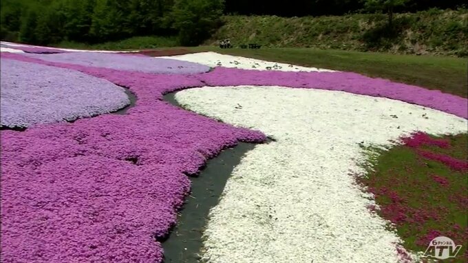 ゲレンデ覆うシバザクラ鮮やかに　7万株が織りなす花の絨毯|TBS NEWS DIG