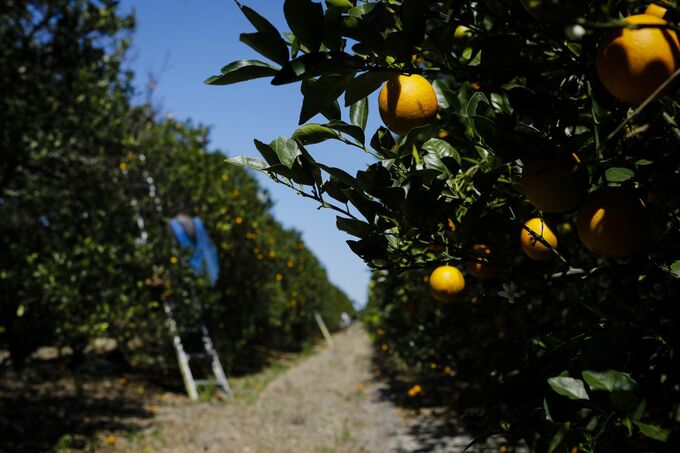 「トロピカーナ」供給元、かんきつ類の生産終了へ－病害や自然災害で