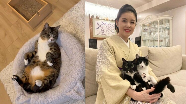 藤あや子 】保護猫・じゃこ天に「祝 野生放棄」 リビングで寛ぐ姿に