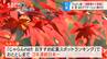 「おすすめ紅葉スポットランキング」3年連続日本一に選ばれたことも…150メートルのもみじのトンネルが人気、もみじ湖の紅葉見頃に　|　SBC NEWS | 長野のニュース | SBC信越放送