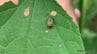 【害虫or益虫？】花粉症の原因「ブタクサ」を食い荒らす北米原産の小さな虫「ブタクサハムシ」1996年に日本で初めて発見され各地に拡大　|　岡山・香川のニュース | 天気 | RSK山陽放送