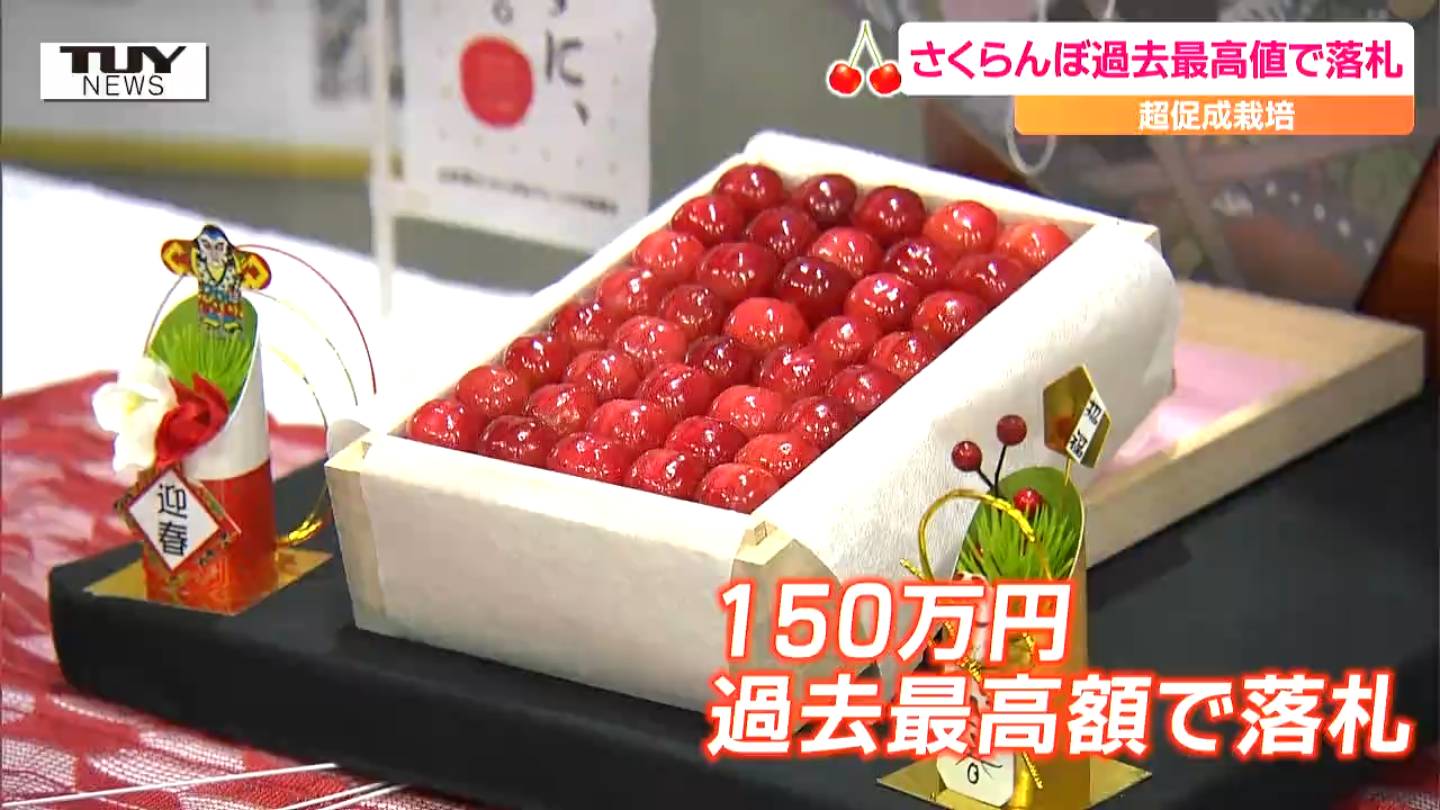 150周年で150万円！？サクランボが超高値で落札された理由とは
