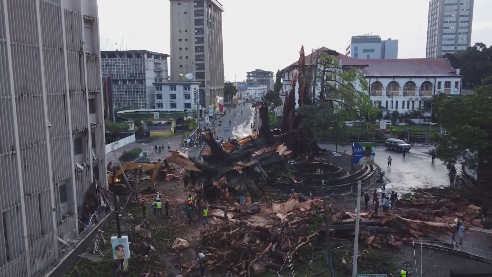 シエラレオネ自由の象徴、樹齢約400年の巨木「コットンツリー」が豪雨で倒壊 TBS NEWS DIG