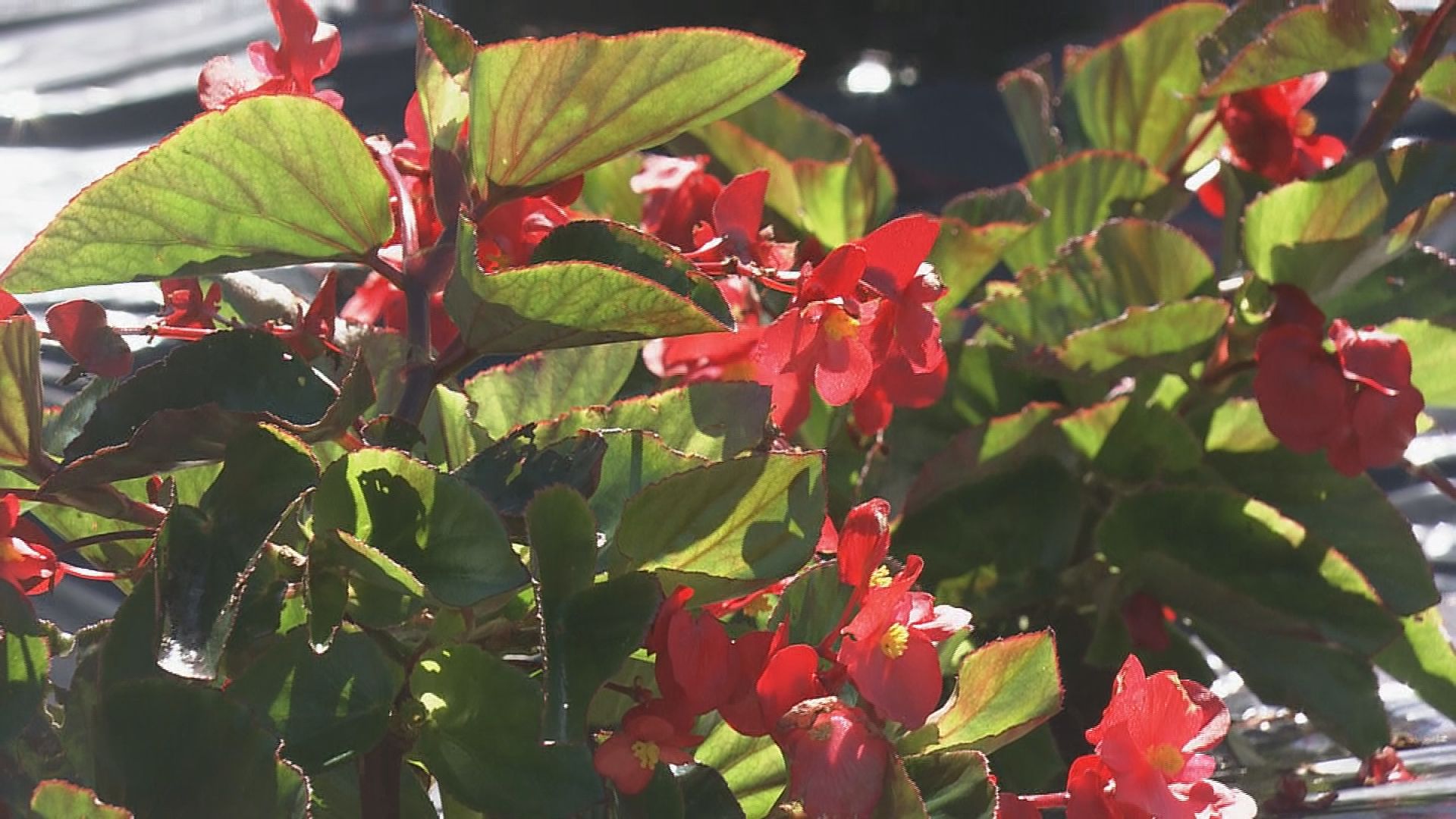 日本では珍しい「ベゴニアビッグデラックス」が見頃　2万5000株が一面を彩る　ひるがのピクニックガーデン　岐阜・郡上市