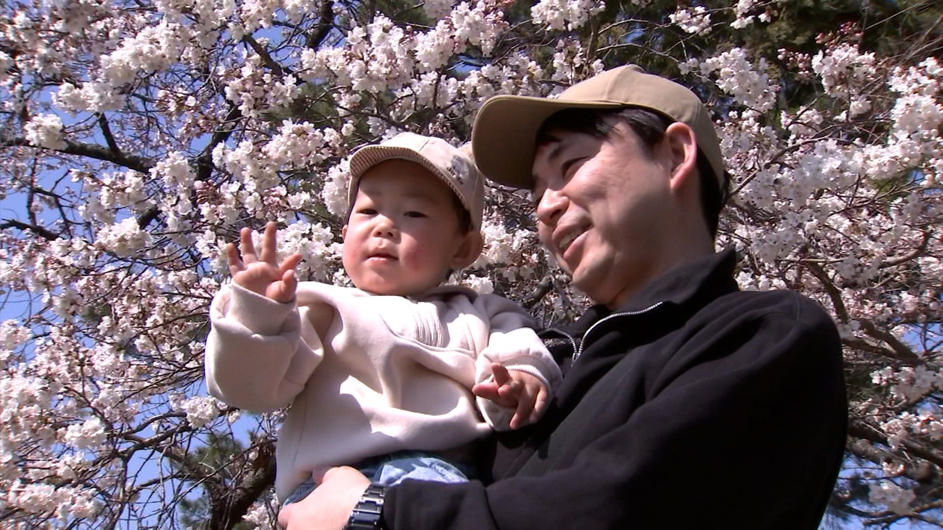 総本山善通寺で早咲きの「涅槃桜」が見ごろ 淡いピンク色の花は桜餅の