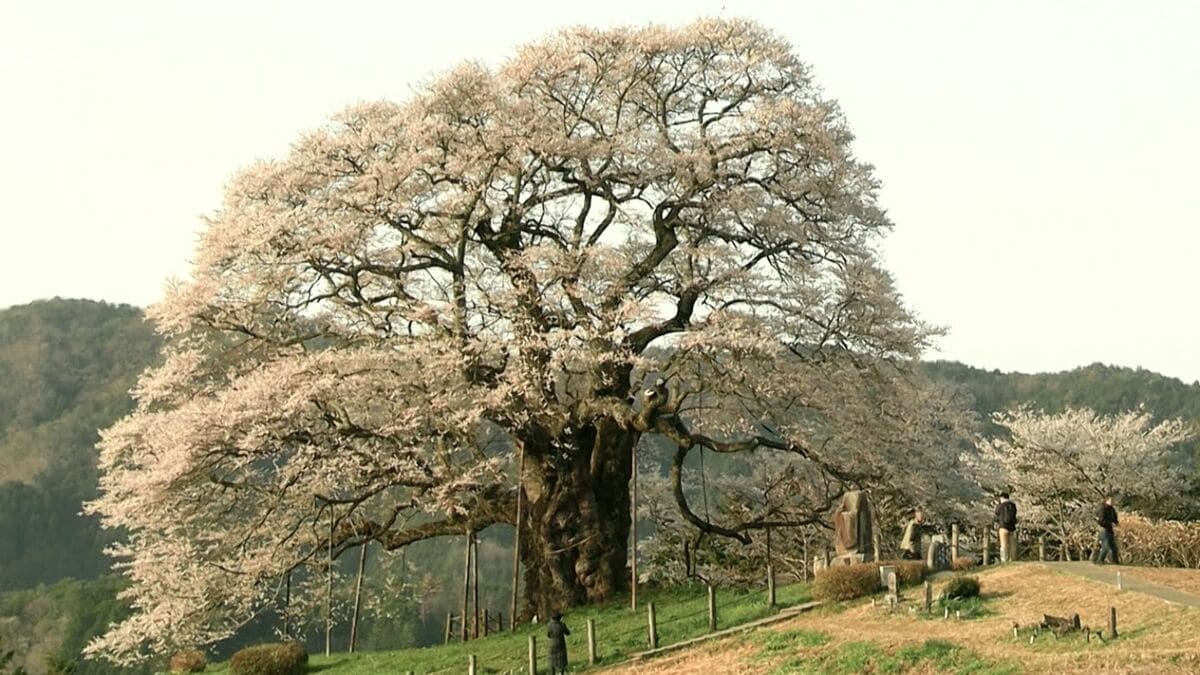 こんな圧巻の桜はなかなか見れない」真庭市の一本桜 “醍醐桜” が見ごろ