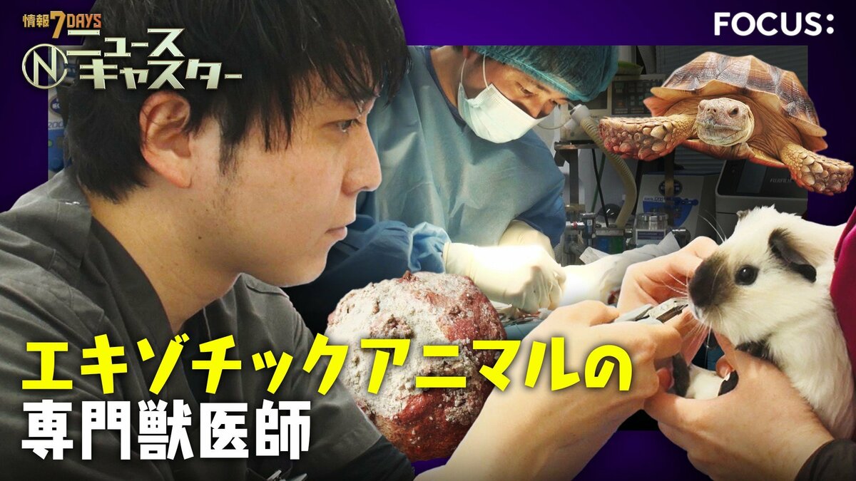 衝撃手術】カメの甲羅を切る…巨大“尿路結石”400gを摘出！「10軒断られ