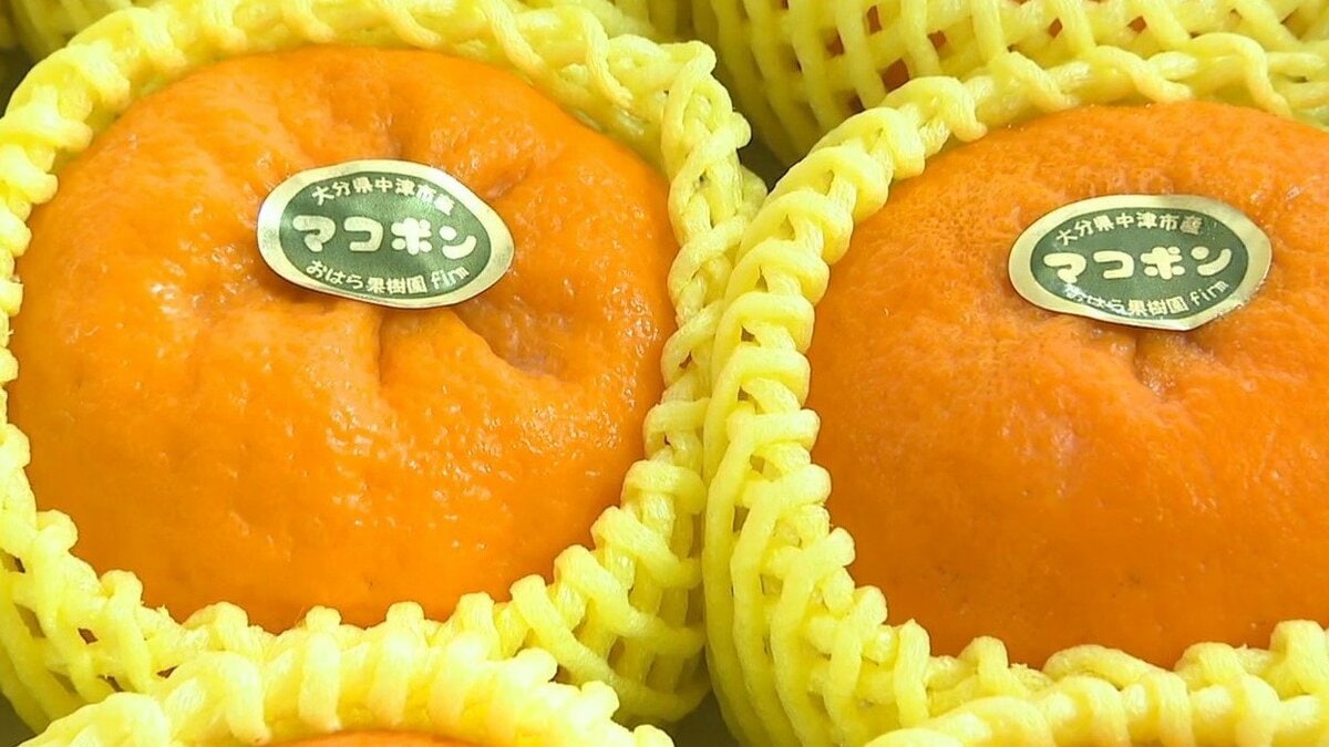 ミカン新品種「マコポン」とろける食感と濃厚な甘さ 国の品種登録完了