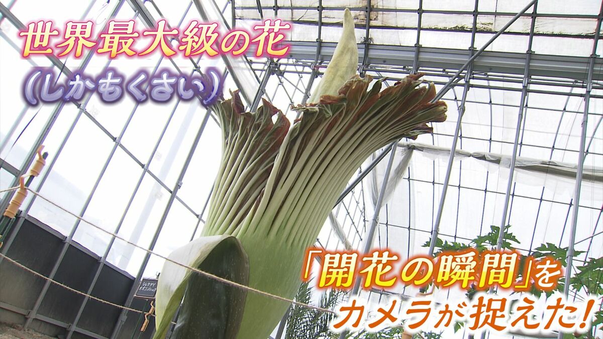 世界最大級のクサい花が満開 しかも南国に自生する花なのに岡山で