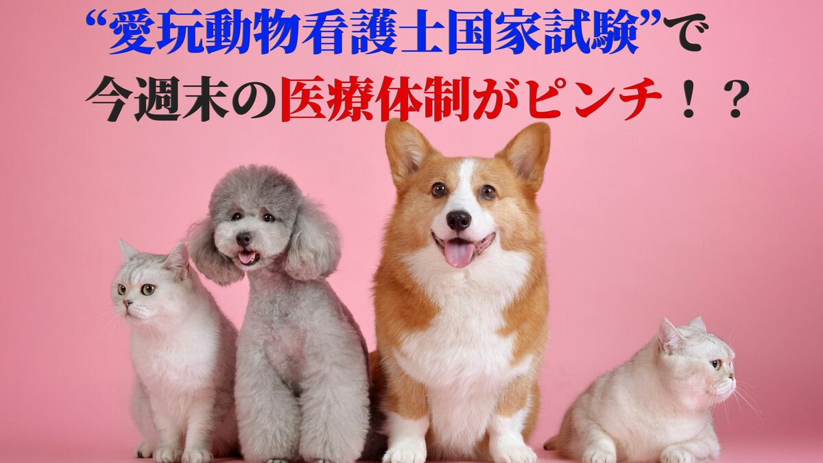今週末はペットのステイホームを 初の看護師国家試験で県内の動物病院が手薄に 医療体制が手薄の危機 Tbs News Dig