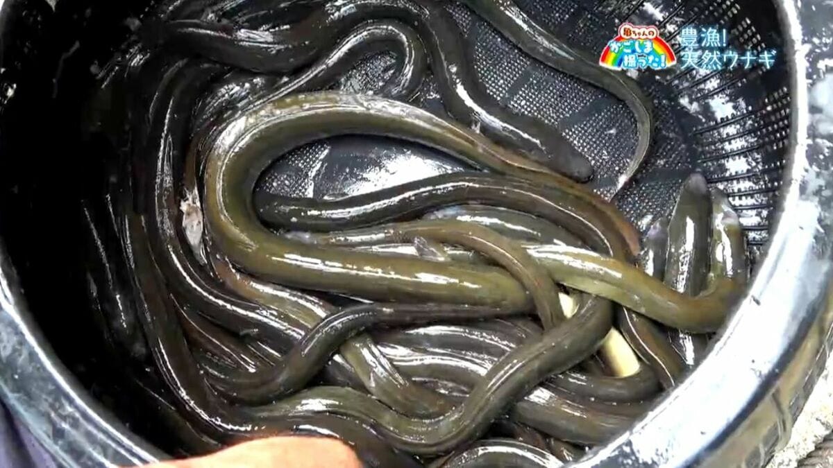 飼育物（ペット）　吉野川産　天然うなぎ　ウナギ　４１３ｇ 今年は豊漁「天然ウナギ」いちき串木野市【亀ちゃんのかごしま撮った