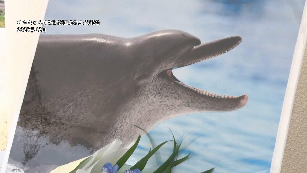 半世紀にわたりイルカショーに出演した「オキちゃん」に感謝、歩みを振り返る式典　美ら海水族館