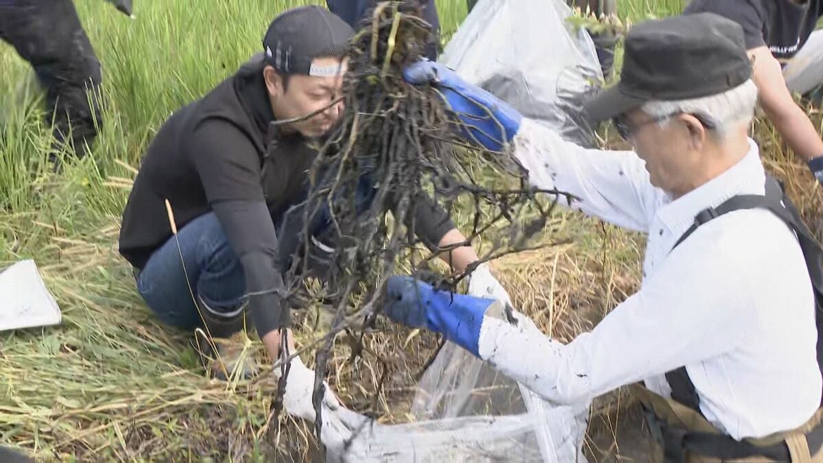 稲の生育に影響及ぼす植物「オオバナミズキンバイ」の駆除始まる ちぎれた破片からも再生し田んぼに生い茂る 三重・桑名市