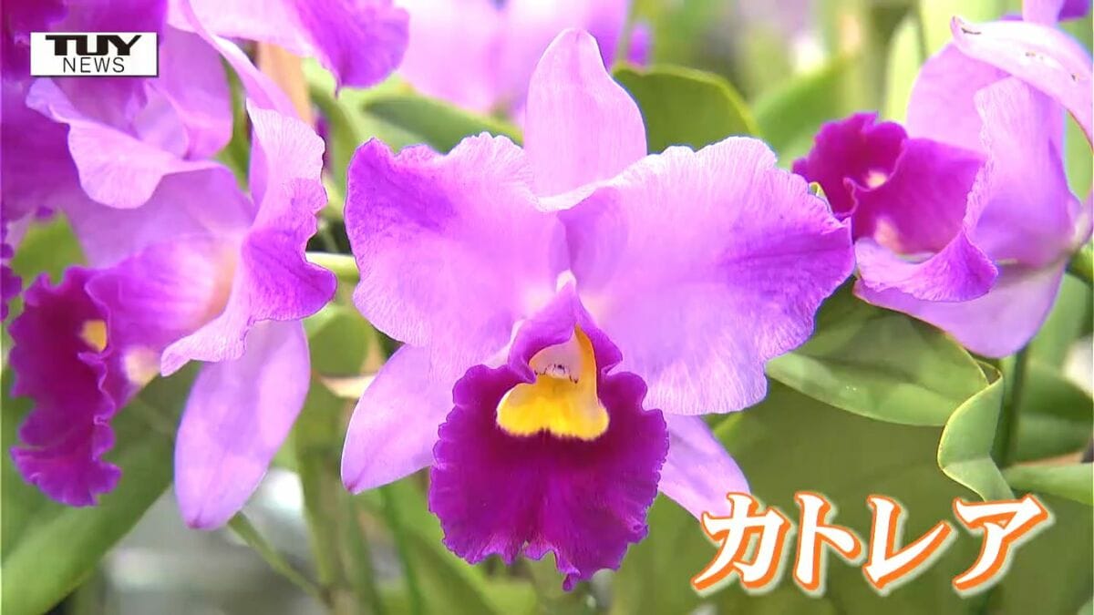 一足早い春の訪れ 洋ランの展示販売会 約200鉢がズラリ！（山形市