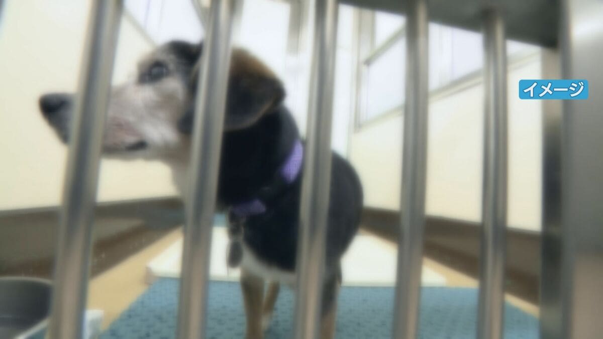 犬と猫の殺処分 昨年度初めてゼロに 10年以上前から保護犬･保護猫の譲渡活動に取り組む 2024年度は3匹 岐阜市