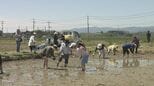 全国の「まゆみさん」集合！田植えで交流イベント　福島県・本宮市　|TBS NEWS DIG
