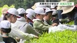 天草の小学生が新茶作りに全力投球　手作業2時間の集大成　自分たちで淹れた一杯は「うまっ！」格別の味|TBS NEWS DIG