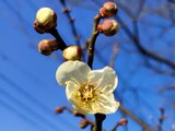 仙台でウメ開花「平年より3日遅く去年より11日早い」 | 宮城のニュース│tbc NEWS│tbc東北放送