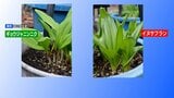 有毒植物「イヌサフラン」を誤食か　旭川の80代男性が自宅で死亡　調理品から有毒成分検出　ギョウジャニンニクと間違えた可能性　|　北海道のニュース｜HBC北海道放送