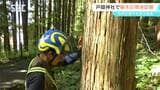 倒木を防げ!長野市の戸隠神社で樹木医が木の診断 9月に倒木で参拝客がけが 再発防止の取り組み|TBS NEWS DIG