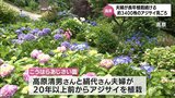 夫婦で20年以上植栽続ける 高原町「こうはらあじさい園」 569種約3400株のアジサイが見ごろ | MRTニュース | MRT宮崎放送