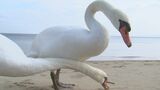 コブハクチョウが飛来、別府湾を遊泳 見物客「おりこうさんやん」 大分 | 大分のニュース|OBS NEWS|大分放送