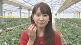 甘くてジューシー!イチゴ狩り始まる 重油代高騰で100円値上げ 直売所では192箱が1時間で完売|TBS NEWS DIG