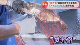 「外道中の外道」毒針&刺激臭!?海の厄介者 “アイゴ” を商品化するために奮闘する漁師に密着! | 名古屋・愛知・岐阜・三重のニュース【CBC news】 | CBC web