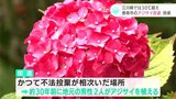 「『まぁきれいなねぇ』と言うてくれるのが一番心の励み」1万9000株のアジサイが見ごろ きっかけは不法投棄 | 高知のニュース・天気|KUTV NEWS | KUTVテレビ高知
