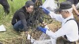 稲の生育に影響及ぼす植物「オオバナミズキンバイ」の駆除始まる ちぎれた破片からも再生し田んぼに生い茂る 三重・桑名市 | 名古屋・愛知・岐阜・三重のニュース【CBC news】 | CBC web