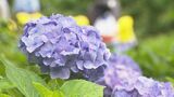 梅雨のまっただ中で“アジサイ”が見ごろ 25日は石川県内は7地点で真夏日 26日は大雨のおそれ|TBS NEWS DIG