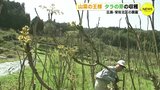 「最高の出来ですわ」 “山菜の王様” タラの芽を収穫（広島･安佐北区）　|　RCC NEWS | 広島ニュース | RCC中国放送