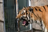 オスのアムールトラ死ぬ 園内のアムールトラは“ゼロ”に ほかの動物園から導入目指す ファミリーパーク発表 | 富山のニュース|天気・防災|チューリップテレビ