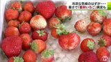暑さで夏秋いちご異変も　出荷基準クリアは50粒中8粒「涼しい気候に戻ってと切に願う」|TBS NEWS DIG