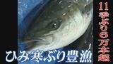 ひみ寒ぶり過去2番目の豊漁 11季ぶりの6万本超 富山・氷見市|TBS NEWS DIG