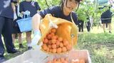 「農家さんはすごい!!」高校1年生があんず収穫を体験 地元の特産品を学ぶ 長野・千曲市 | SBC NEWS | 長野のニュース | SBC信越放送