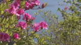 普通のツツジより大きめの「オンツツジ」が見頃 ことしは遅めの開花 湾を望む公園に2800本自生 地元保存会は「つつじ祭」で盛り上げ |TBS NEWS DIG
