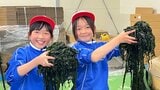 小学生がワカメの芯抜き作業を体験　地元の産業支えるワカメの養殖について理解深める　岩手・陸前高田市|TBS NEWS DIG