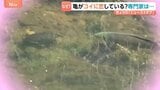 カメがコイに恋している！！“見つめ合う二人”　専門家の見解は？？|TBS NEWS DIG