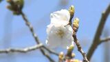 高松でサクラが開花 平年より1日早く去年より3日早い開花 3月末~4月あたまに満開か【香川】|TBS NEWS DIG
