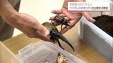 昆虫を育てる楽しさを知って 世界最大のカブトムシとして人気「ヘラクレスオオカブト」の生態を学ぶ教室|TBS NEWS DIG
